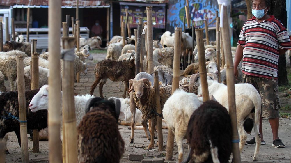 <p>Pedagang memeriksa kondisi domba yang dijual untuk hewan kurban di Galeong, Kota Tangerang, Banten , Selasa 13 Juli 2021. Foto : Panji Asmoro/TrenAsia</p>
