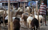 <p>Pedagang memeriksa kondisi domba yang dijual untuk hewan kurban di Galeong, Kota Tangerang, Banten , Selasa 13 Juli 2021. Foto : Panji Asmoro/TrenAsia</p>

