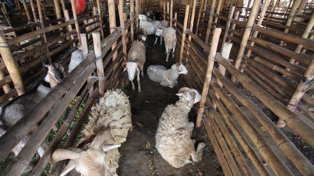 <p>Pedagang memeriksa kondisi domba yang dijual untuk hewan kurban di Galeong, Kota Tangerang, Banten , Selasa 13 Juli 2021. Foto : Panji Asmoro/TrenAsia</p>
