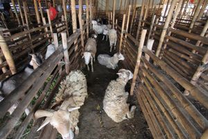 <p>Pedagang memeriksa kondisi domba yang dijual untuk hewan kurban di Galeong, Kota Tangerang, Banten , Selasa 13 Juli 2021. Foto : Panji Asmoro/TrenAsia</p>
