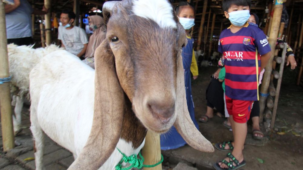 <p>Pedagang memeriksa kondisi domba yang dijual untuk hewan kurban di Galeong, Kota Tangerang, Banten , Selasa 13 Juli 2021. Foto : Panji Asmoro/TrenAsia</p>
