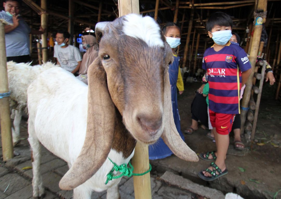 <p>Pedagang memeriksa kondisi domba yang dijual untuk hewan kurban di Galeong, Kota Tangerang, Banten , Selasa 13 Juli 2021. Foto : Panji Asmoro/TrenAsia</p>
