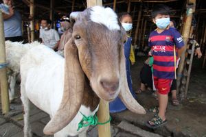 <p>Pedagang memeriksa kondisi domba yang dijual untuk hewan kurban di Galeong, Kota Tangerang, Banten , Selasa 13 Juli 2021. Foto : Panji Asmoro/TrenAsia</p>
