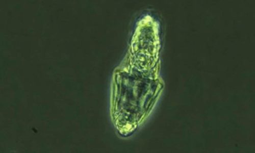 <p>Rotifer yang pulih dari matin surinya setelah selama seminggu di lab/Foto: Live Science.</p>