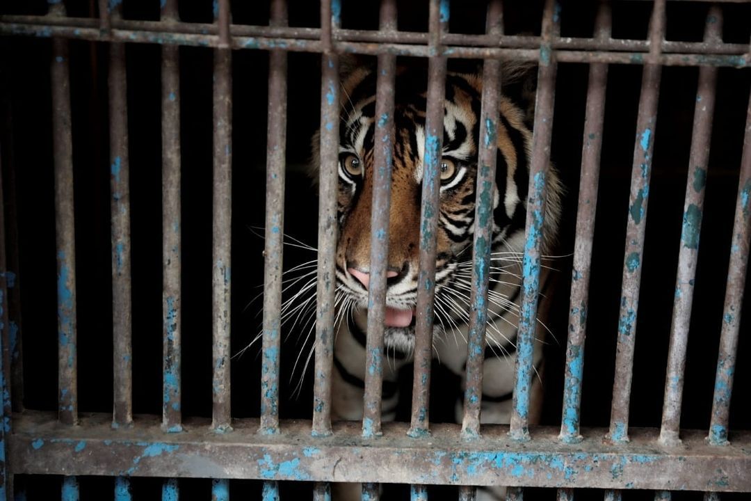 Tak Hanya Manusia, Kini COVID-19 Juga Menyerang Harimau Sumatera yang Terancam Punah