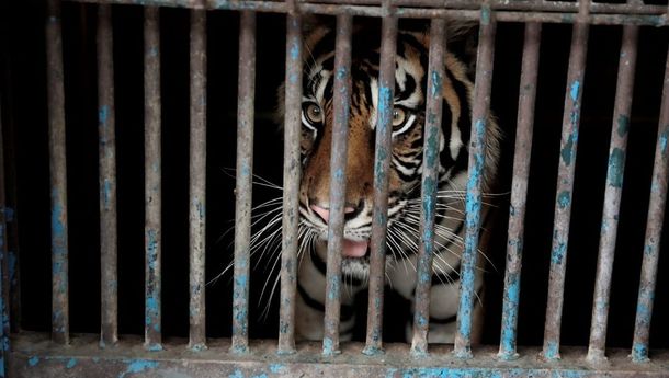 Tak Hanya Manusia, Kini COVID-19 Juga Menyerang Harimau Sumatera Yang Terancam Punah