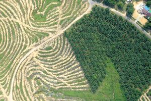 Tunas Baru Lampung.jpg