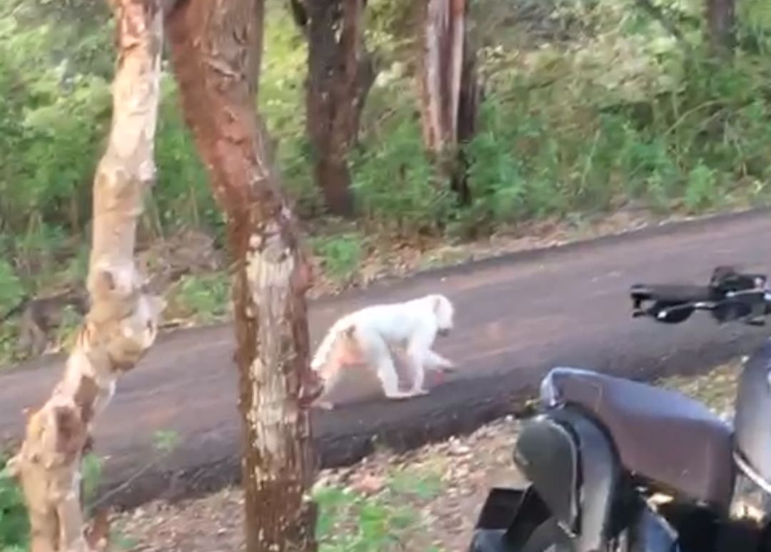 Tangkapan layar penampakan monyet ekor panjang berwarna putih di kawasab Uluwatu, Pecatu, Badung, belum lama ini.