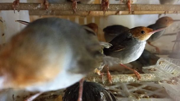 Karantina Pertanian Lampung Amankan 458 Ekor Burung Ilegal Asal Waytuba