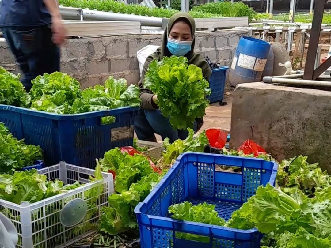 Petani muda Lampung saat mempersiapkan paket bantuan sayuran untuk warga isoman di kebun Sahabat Hidroponik Lampung, Rabu (11/8/2021).