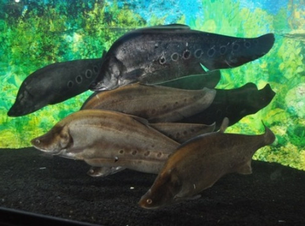 ikan belido