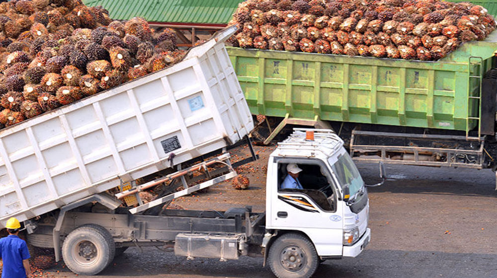 Produksi Sawit Lonsum.jpg