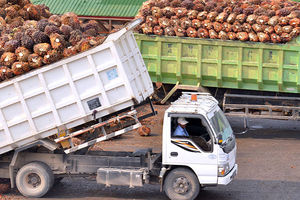 Produksi Sawit Lonsum.jpg