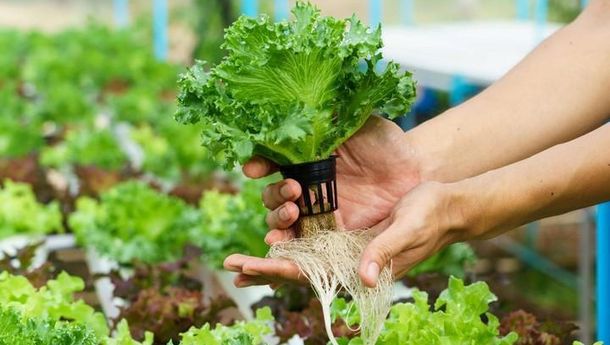 Ide Bisnis Pertanian Rumahan Dengan Peluang Keuntungan Besar