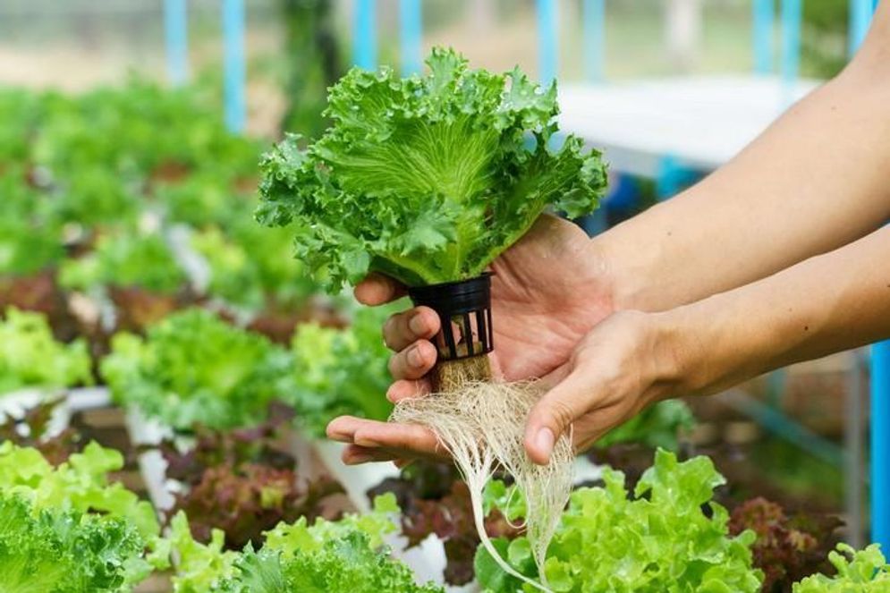 2019-10-14_Hydroponic-Farming.jpg