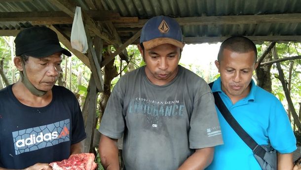 Jelang HUT RI ke-76, Kelompok Lapak Babi 'Pelangi' Hokeng Jaya Pasarkan Babi Berukuran Besar