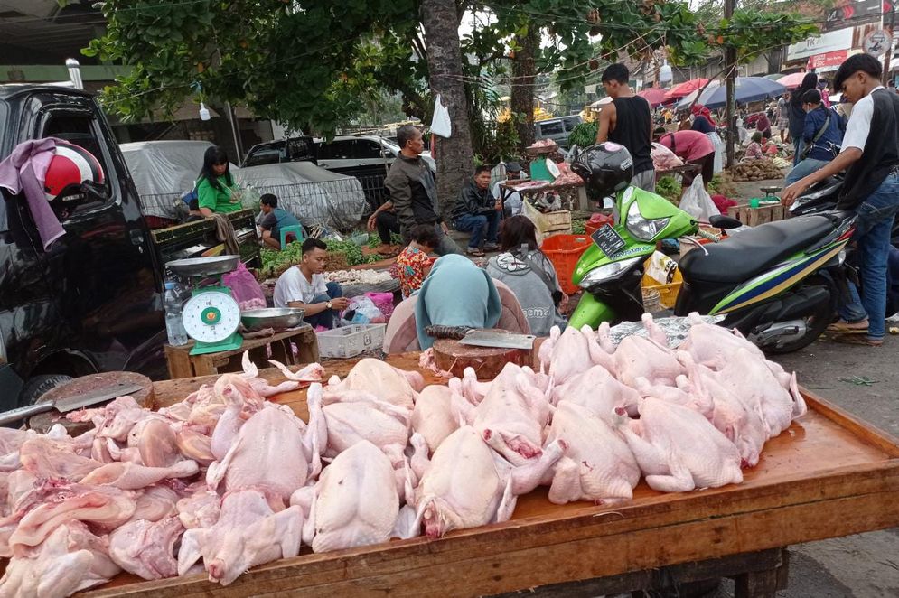 harga ayam potong  turun