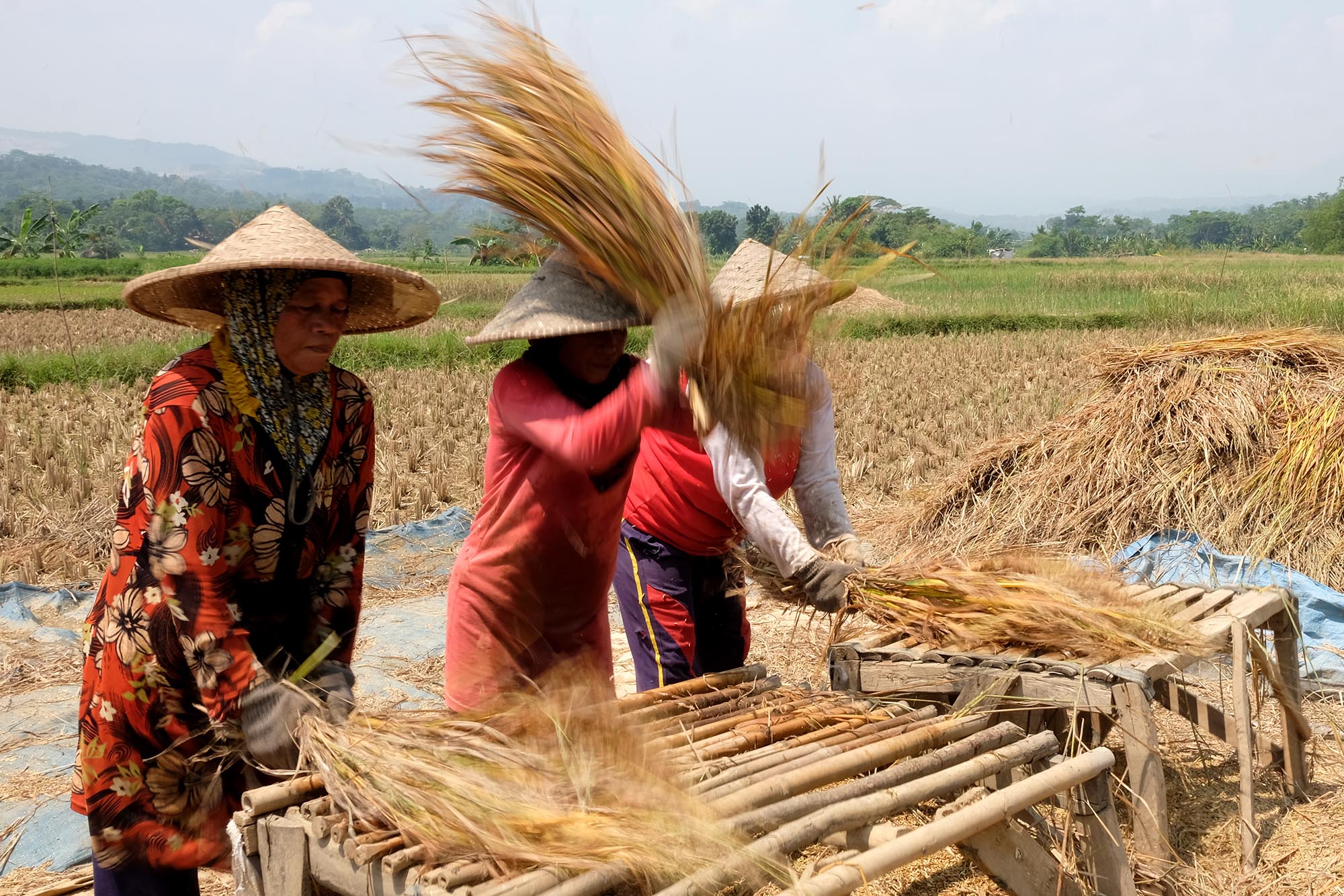 Petani memanen padi di sebuah area persawahan di kawasan Bogor,  Jawa Barat,  Senin, 23 Agustus 2021. Foto: Ismail Pohan/TrenAsia