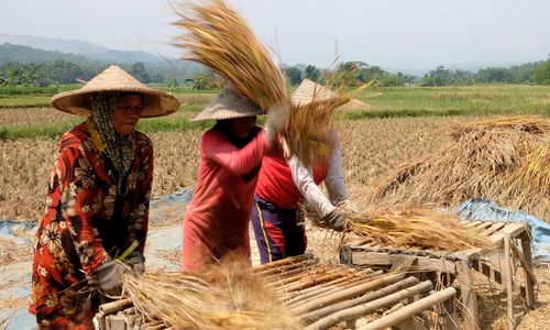 Realisasi KUR Pertanian.jpg