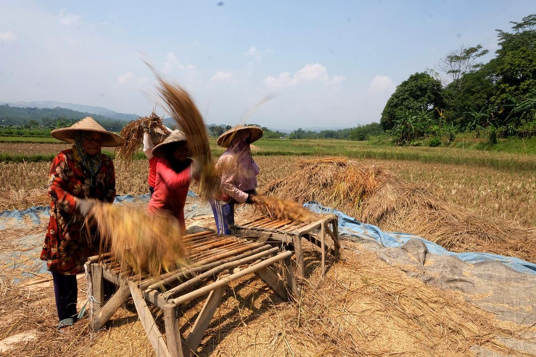 Petani memanen padi di sebuah area persawahan di kawasan Bogor,  Jawa Barat,  Senin, 23 Agustus 2021. Foto: Ismail Pohan/TrenAsia