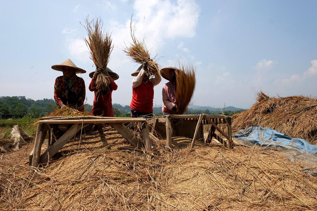 Petani memanen padi di sebuah area persawahan di kawasan Bogor,  Jawa Barat,  Senin, 23 Agustus 2021. Foto: Ismail Pohan/TrenAsia