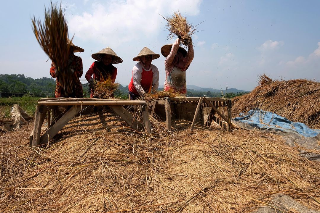 Petani memanen padi di sebuah area persawahan di kawasan Bogor,  Jawa Barat,  Senin, 23 Agustus 2021. Foto: Ismail Pohan/TrenAsia