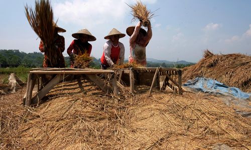 Petani memanen padi di sebuah area persawahan di kawasan Bogor,  Jawa Barat,  Senin, 23 Agustus 2021. Foto: Ismail Pohan/TrenAsia