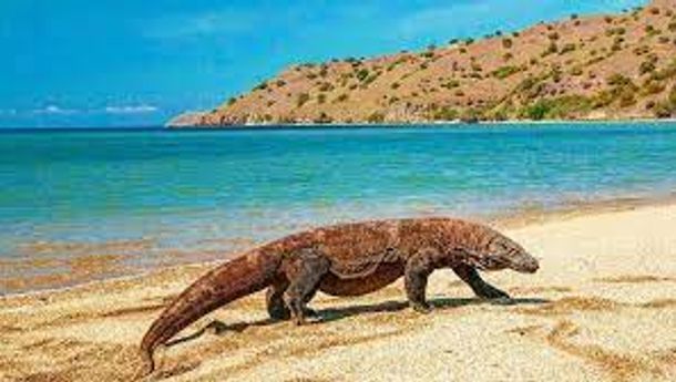 Menteri Lingkungan akan Serahkan Revisi AMDAL Pembangunan Komodo ke UNESCO