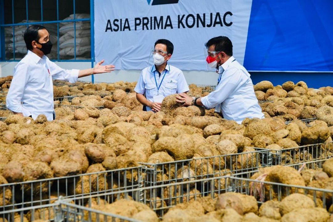 Presiden Jokowi saat meninjau fasilitas pabrik pengolahan porang PT Asia Prima Konjac, Kamis, 19 Agustus 2021. Foto: BPMI Sekretariat Presiden/Laily Rachev