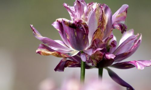 tulip-3826532_1280.jpg