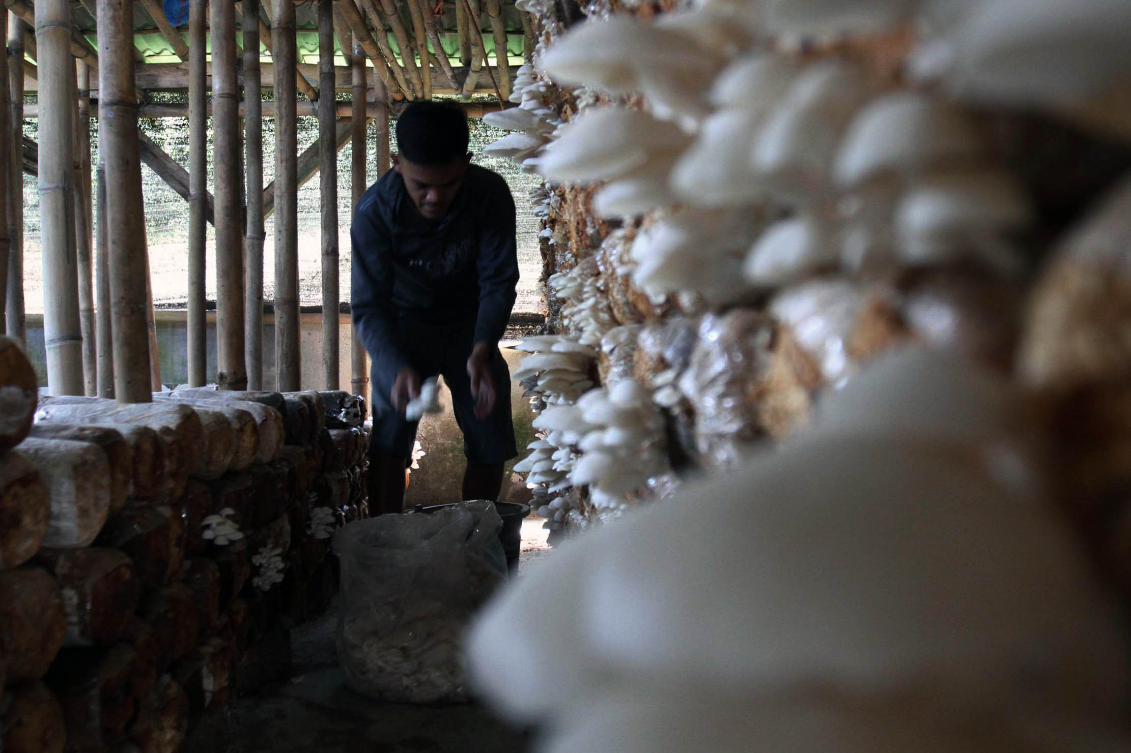 Nampak aktifitas petani tengah memanen dan memeriksa tempat budidaya jamur tiram di kawasan Pamijahan, Bogor, Jawa Barat. Senin 30 Agustus 2021. Foto : Panji Asmoro/TrenAsia