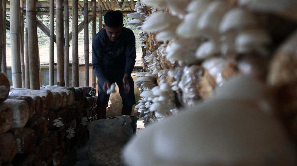 Meraup Rupiah Dari Budidaya Jamur Tiram - Panji 1.jpg