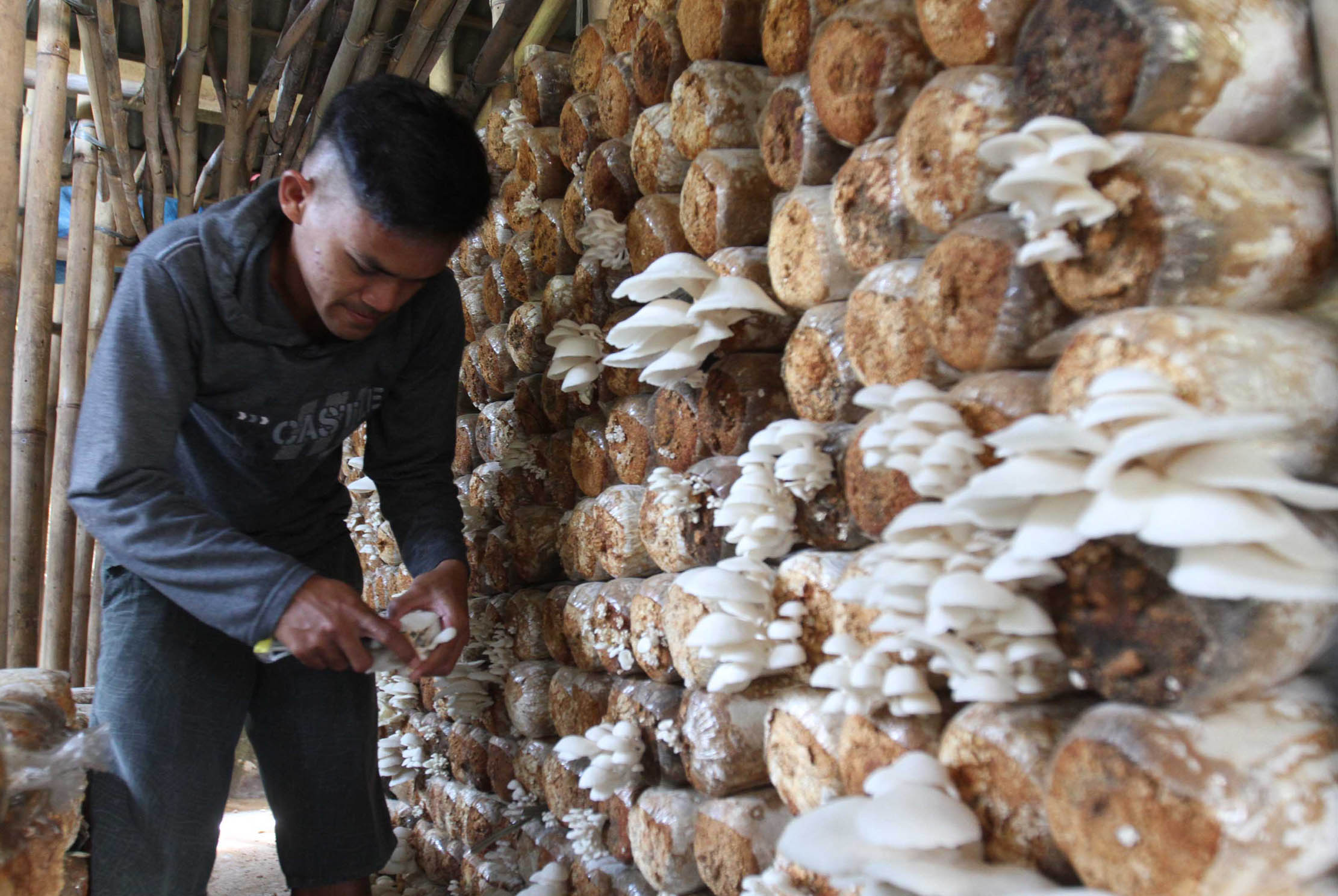 Nampak aktifitas petani tengah memanen dan memeriksa tempat budidaya jamur tiram di kawasan Pamijahan, Bogor, Jawa Barat. Senin 30 Agustus 2021. Foto : Panji Asmoro/TrenAsia