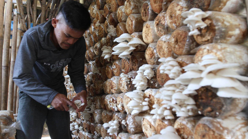 Meraup Rupiah Dari Budidaya Jamur Tiram - Panji 4.jpg