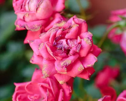 <p>Black Spot Disease on Beautiful Roses &#8211; Photo by Pinterest</p>
