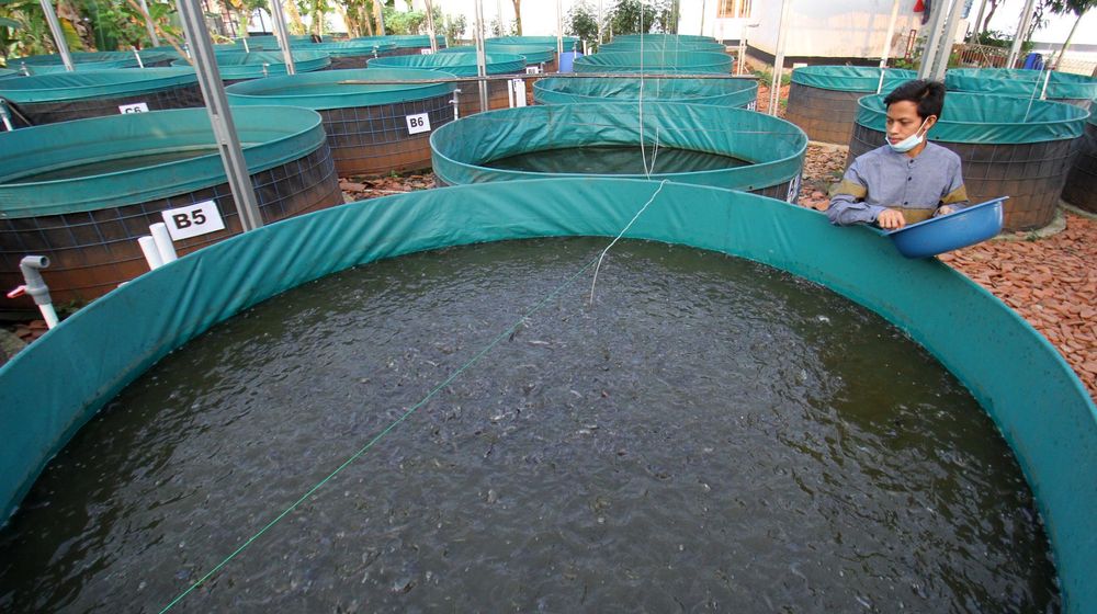 Pembenihan Ikan Lele Di Kolam Terpal - Panji 1.jpg