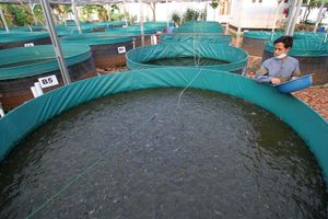 Pembenihan Ikan Lele Di Kolam Terpal - Panji 1.jpg