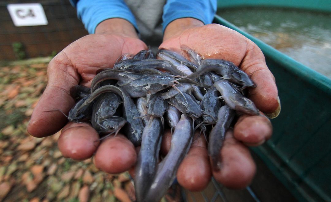 Aktifitas peternak benih ikan lele dengan kolam terpal di kawasan Neglasari Kota Tangerang, Kamis 2 September 2021. Foto : Panji Asmoro/TrenAsia