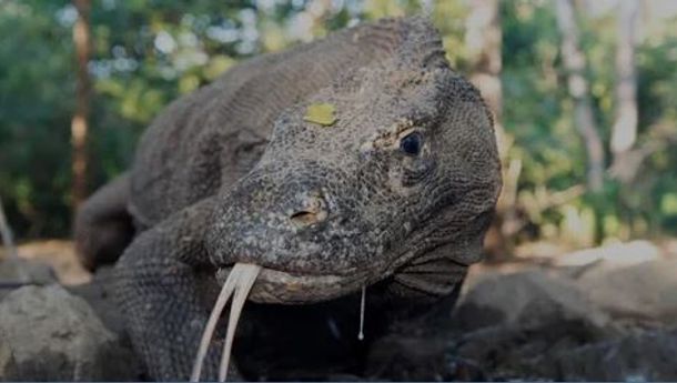 Gawat! IUCN Bilang Komodo Akan Segera Punah