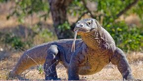 Komodo Betina Bisa Bertelur Tanpa ‘Sentuhan’ Pejantan. Simak Beberapa Fakta Unik Lainnya