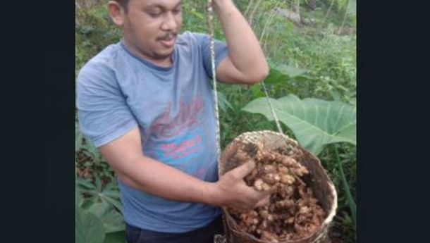 Di Tengah Pandemi, Petani Jahe Asal Reok Barat Ini Raup Penghasilan Hingga Belasan Juta Rupiah