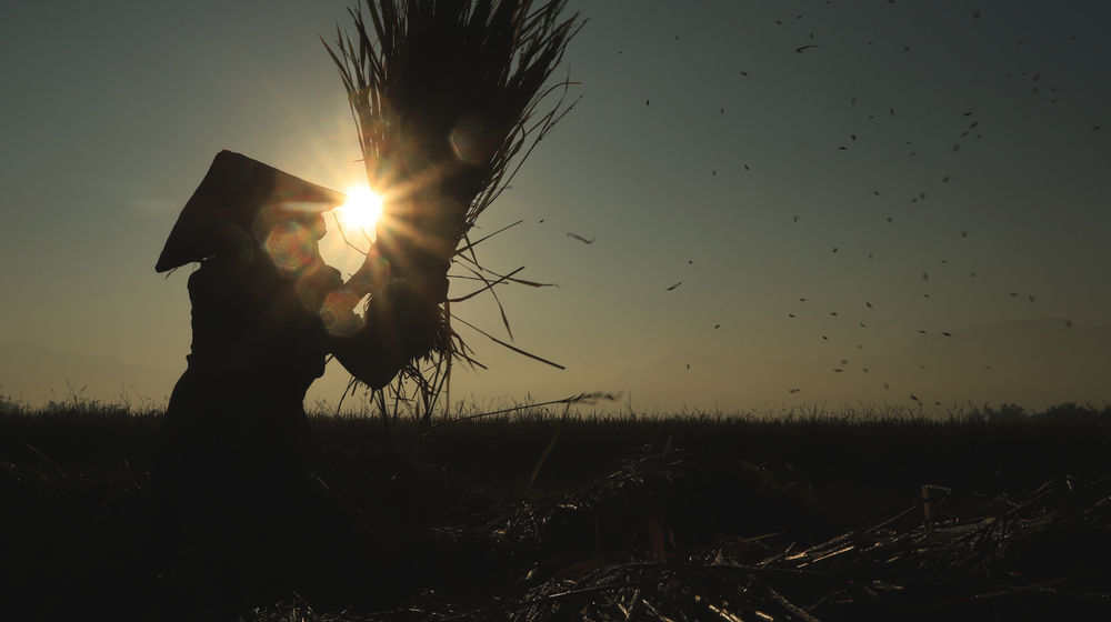 Target Produksi Padi .jpg