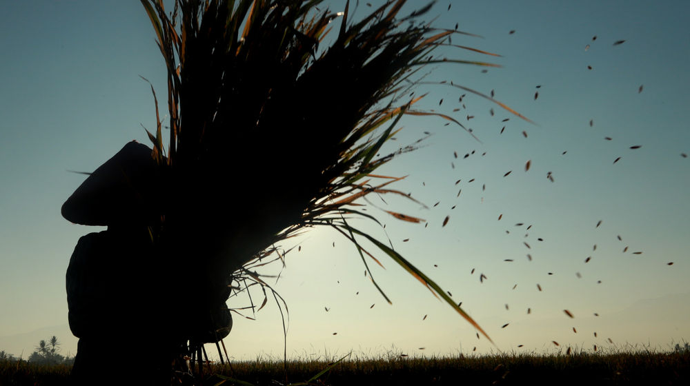 Target Produksi Padi .jpg