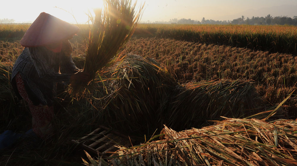 Target Produksi Padi .jpg