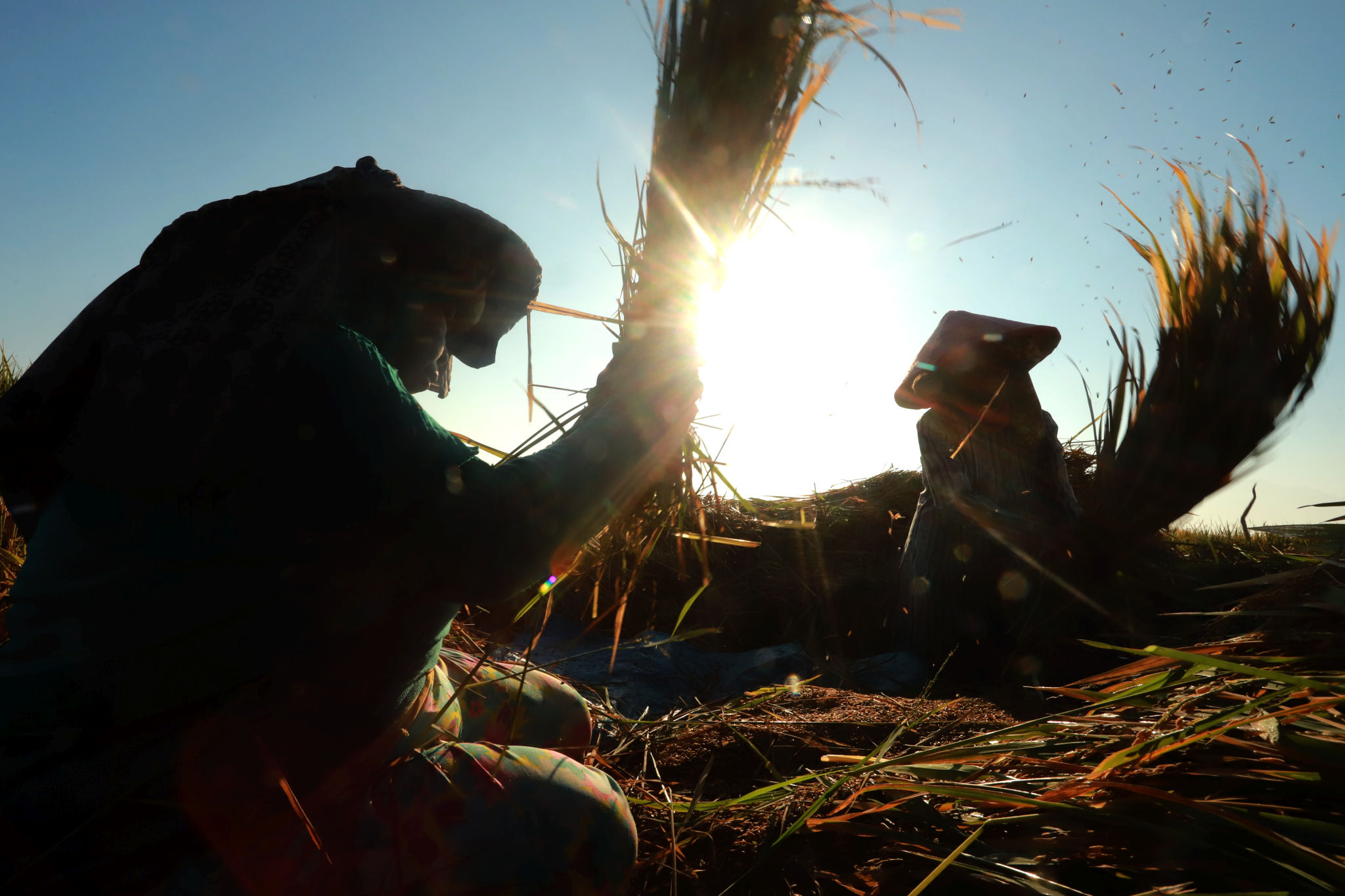 Petani memanen gabah padi di area persawahan kawasan Jonggol, Jawa Barat, Rabu, 15 September 2021. Foto: Ismail Pohan/TrenAsia