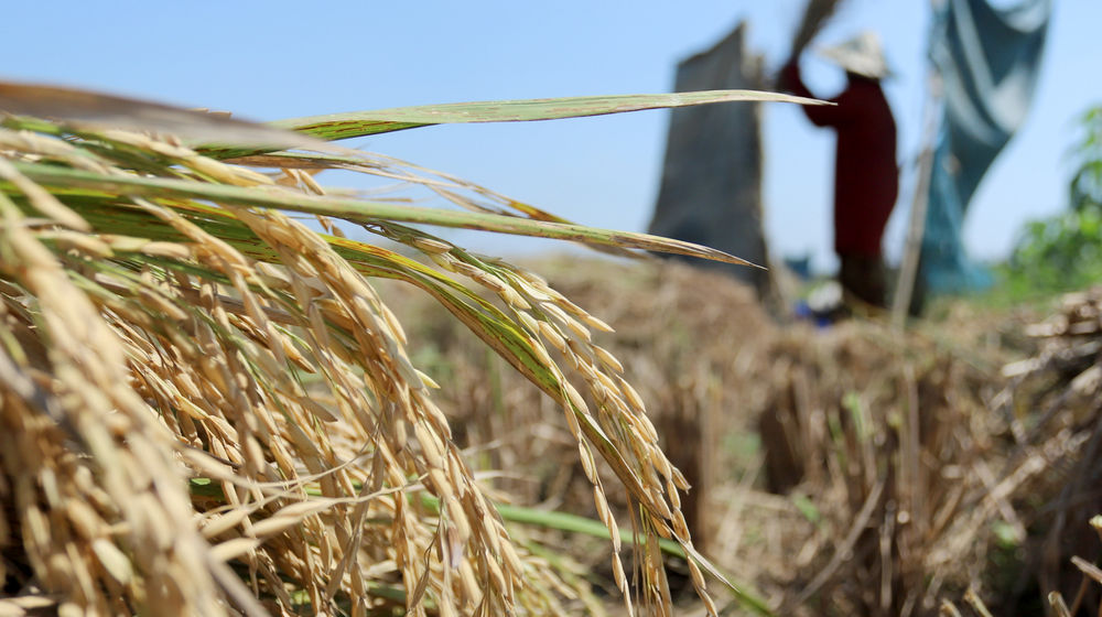 Target Produksi Padi .jpg