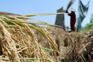 Target Produksi Padi .jpg