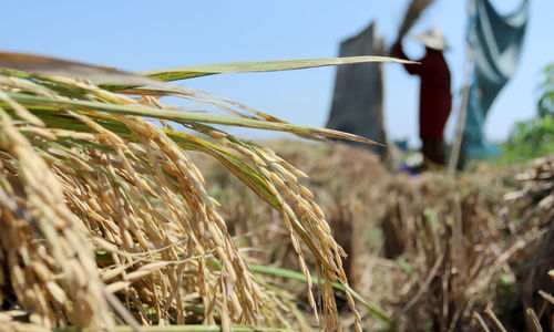 DKP PPU Perketat Pengawasan Harga Gabah, Pastikan Petani Tidak Dirugikan