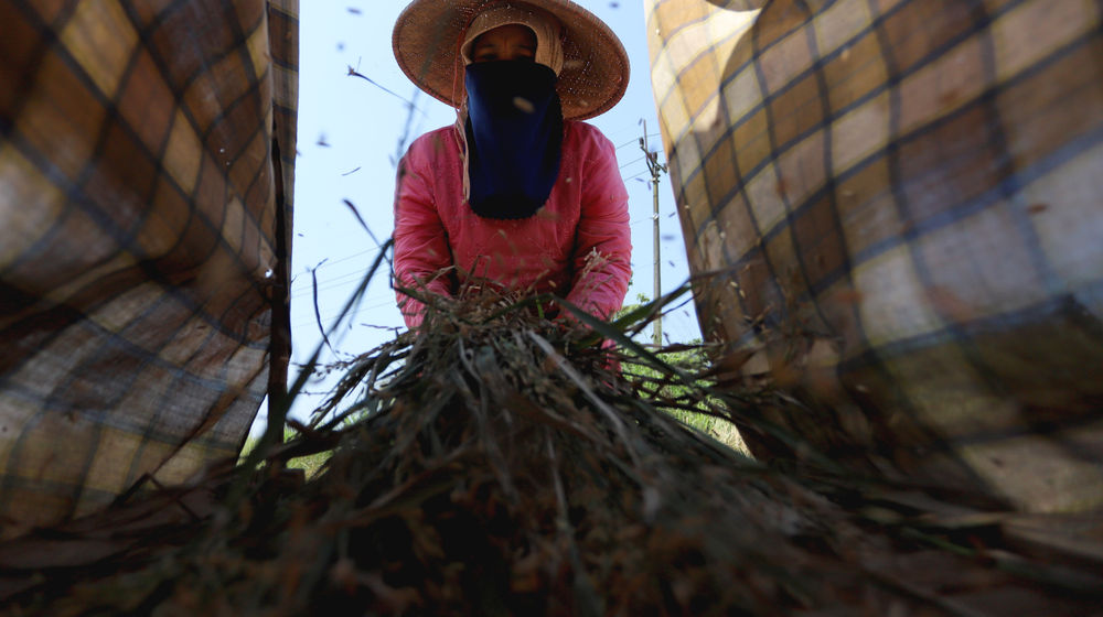 Target Produksi Padi .jpg