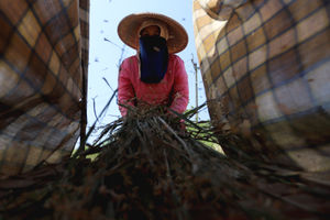 Target Produksi Padi .jpg